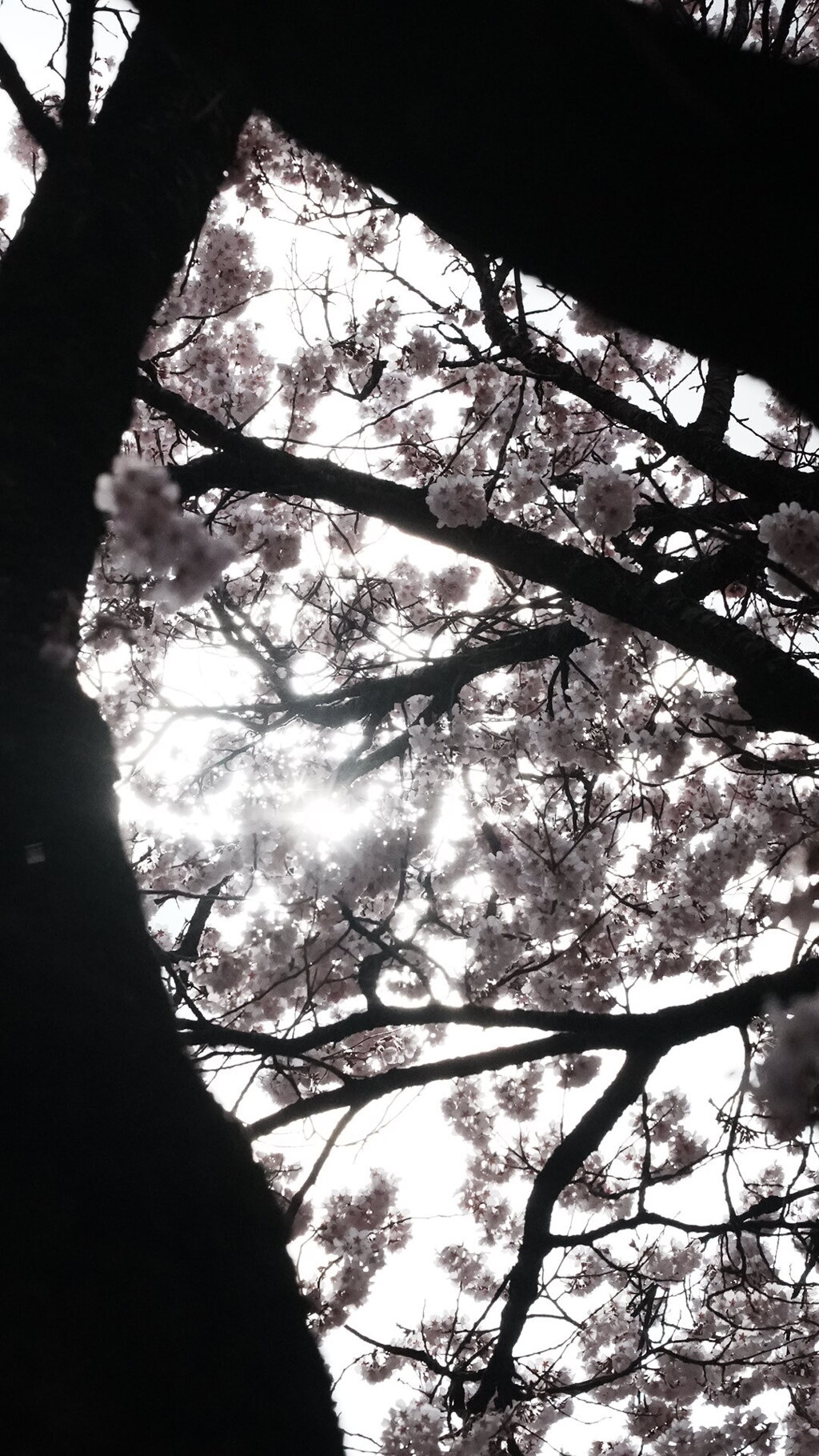 桜：光と影