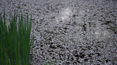 池と水草と桜の花びらと＊3