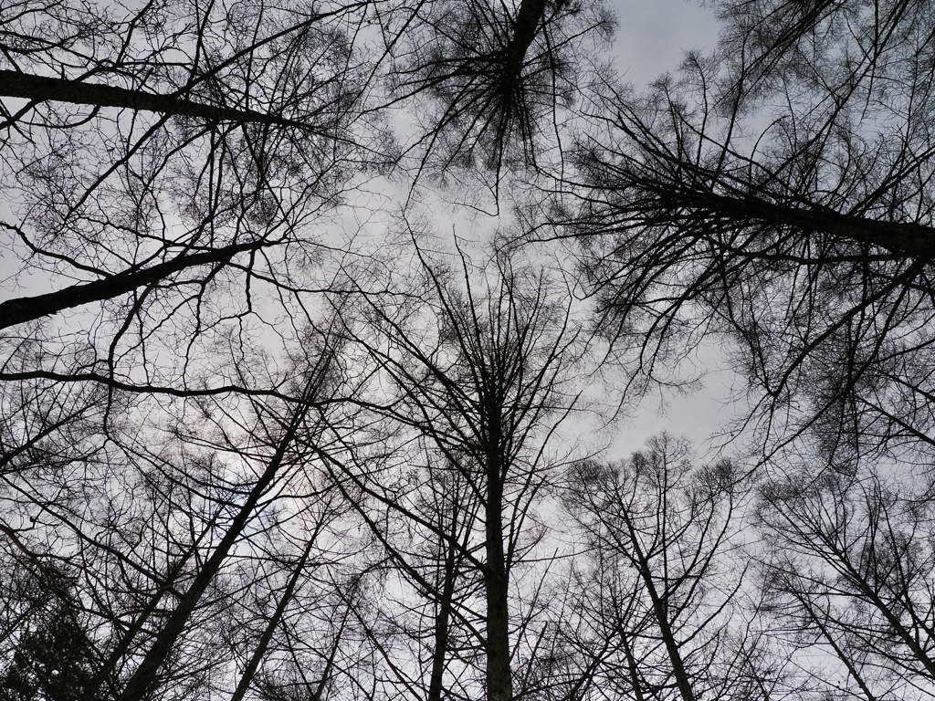 冬空の森