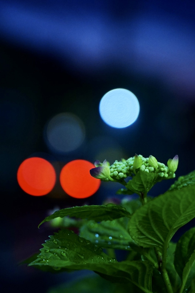 交差点の紫陽花＊１；夕暮れ