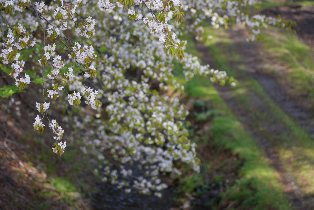 里山の春〜山桜〜