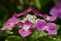 信州もようやく紫陽花が満開です