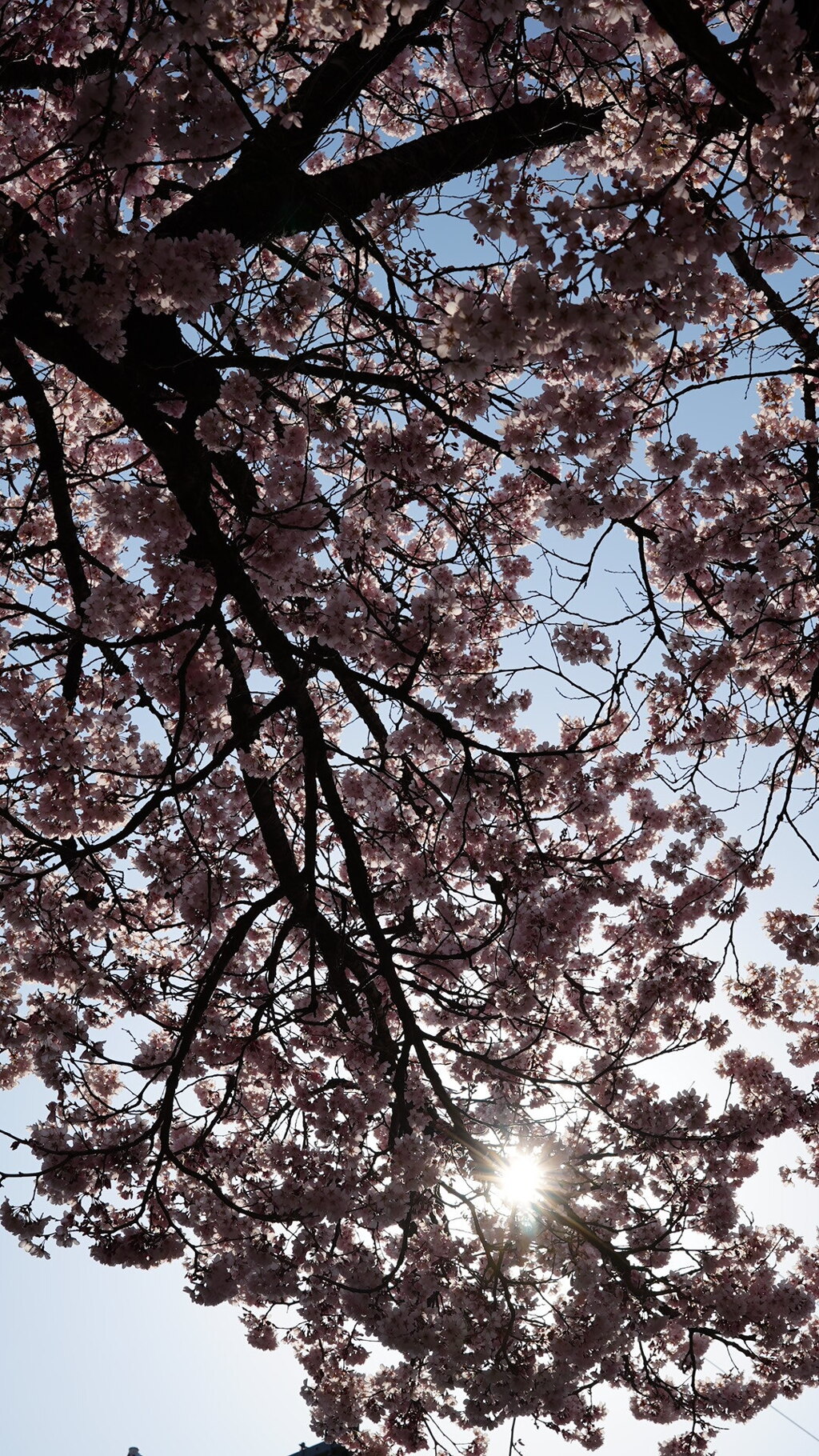 桜：光の祝福