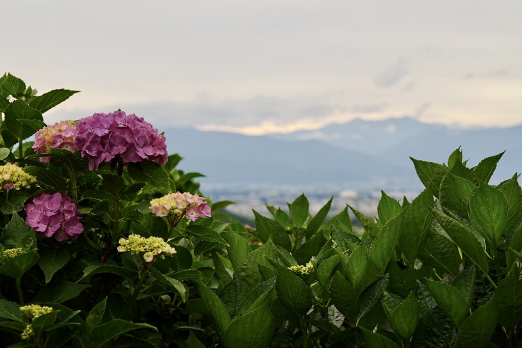 紫陽花と共に穂高連峰（北アルプス）を望む