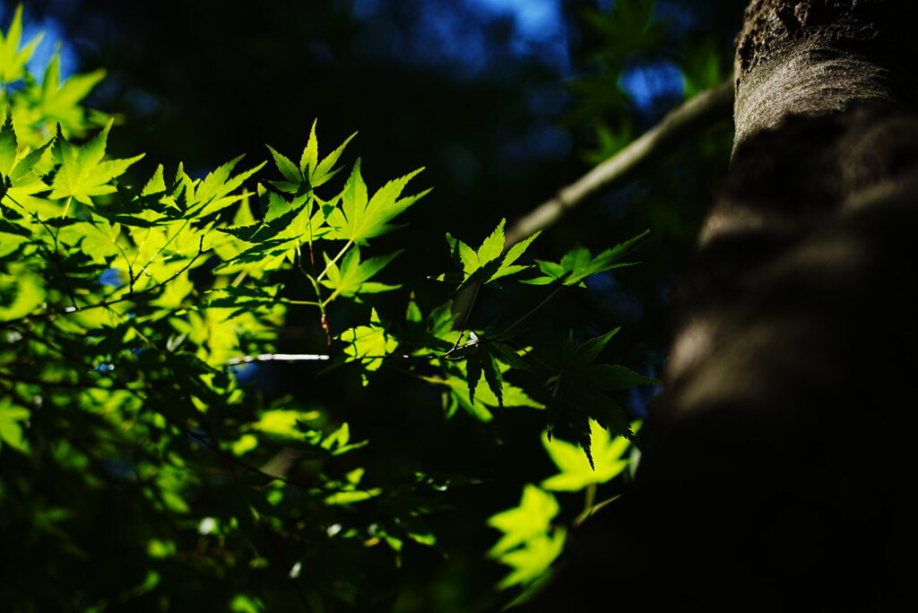 新緑のもみじ・Ⅱ