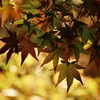 紅葉の明と暗