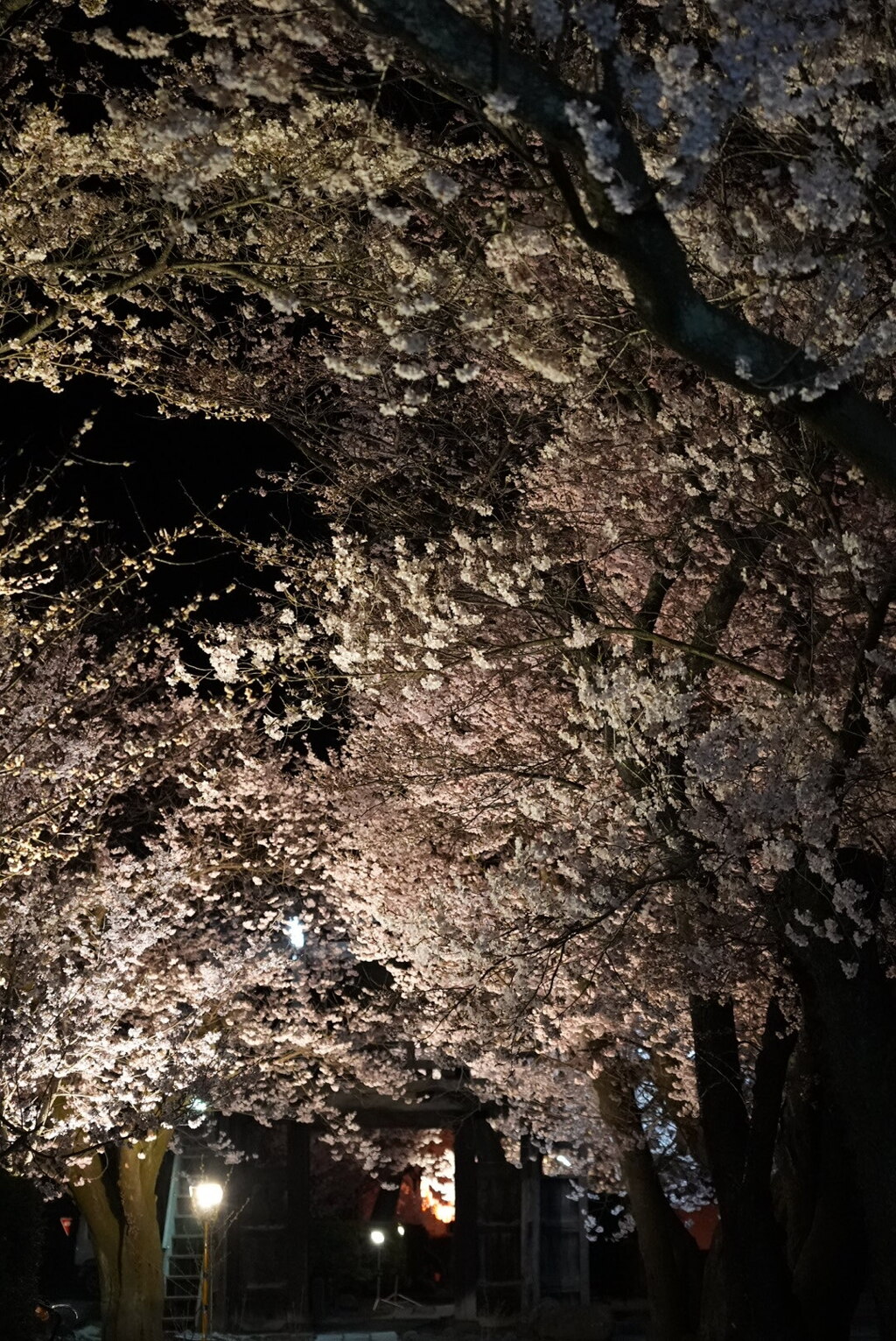 夜桜：饗宴