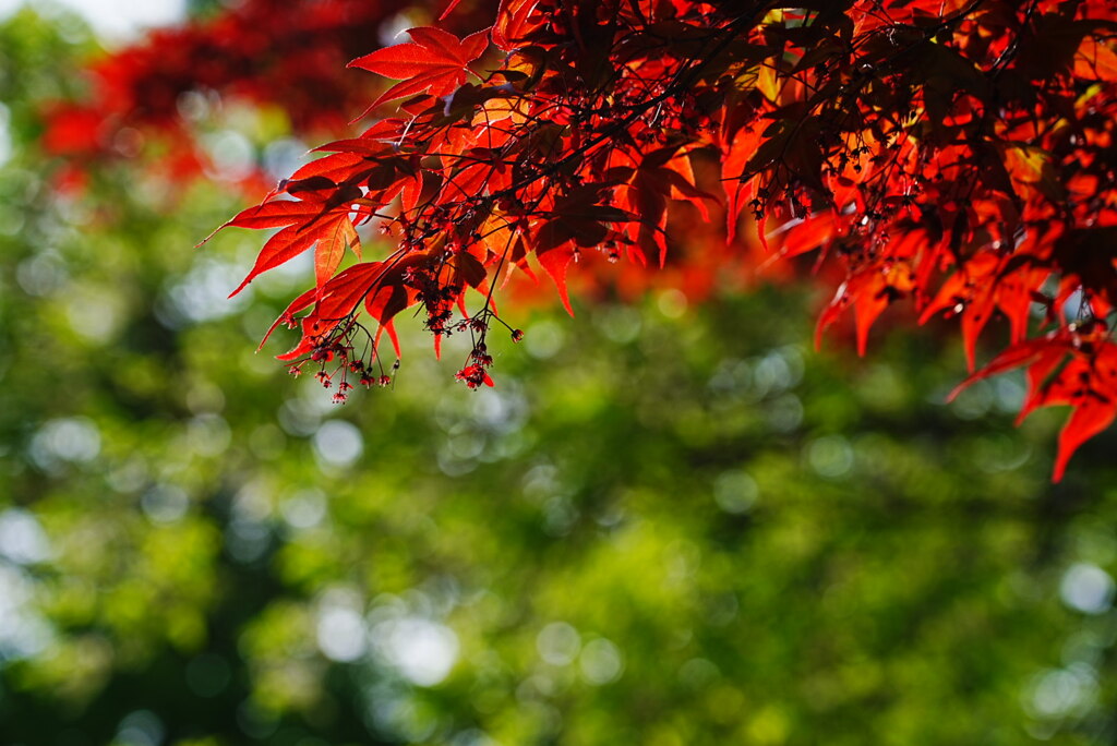 Red & Green