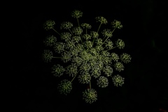森の花火