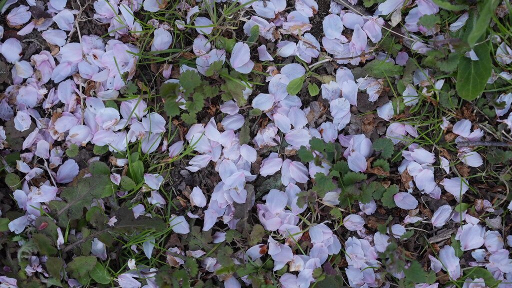 咲くのも桜、散るのも桜