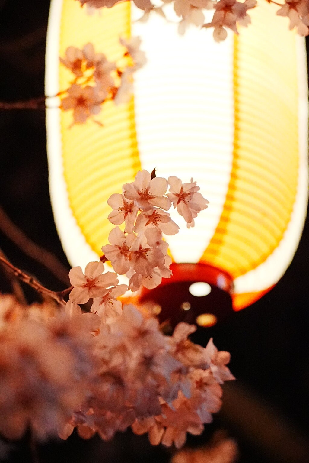 提灯と夜桜