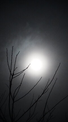 早春：月光