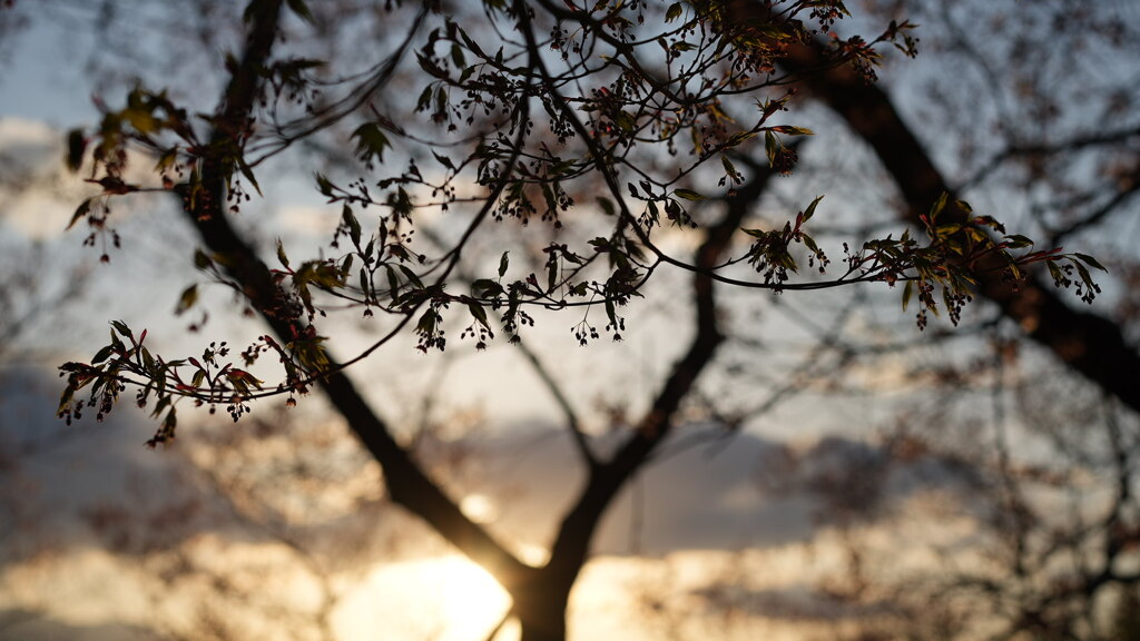 夕暮れに葉桜