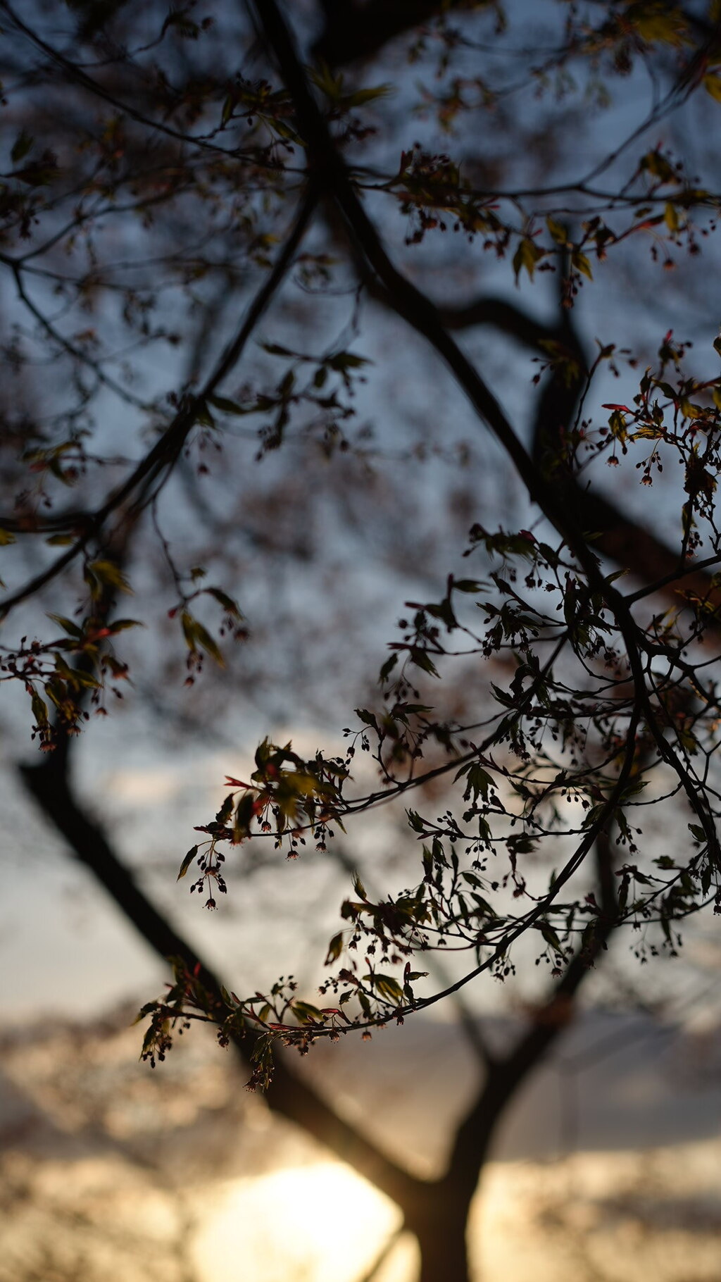 葉桜＊5