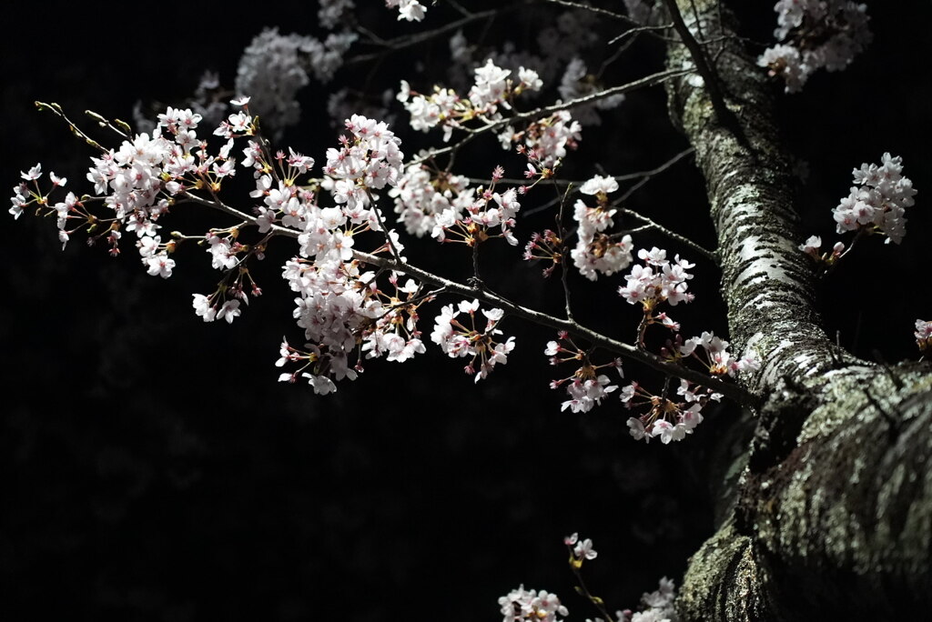 夜桜