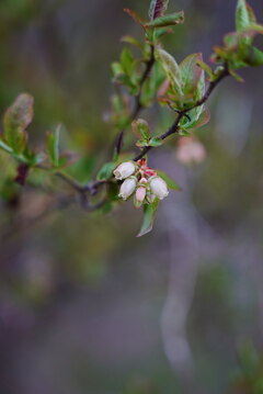 春；ブルーベリーの花