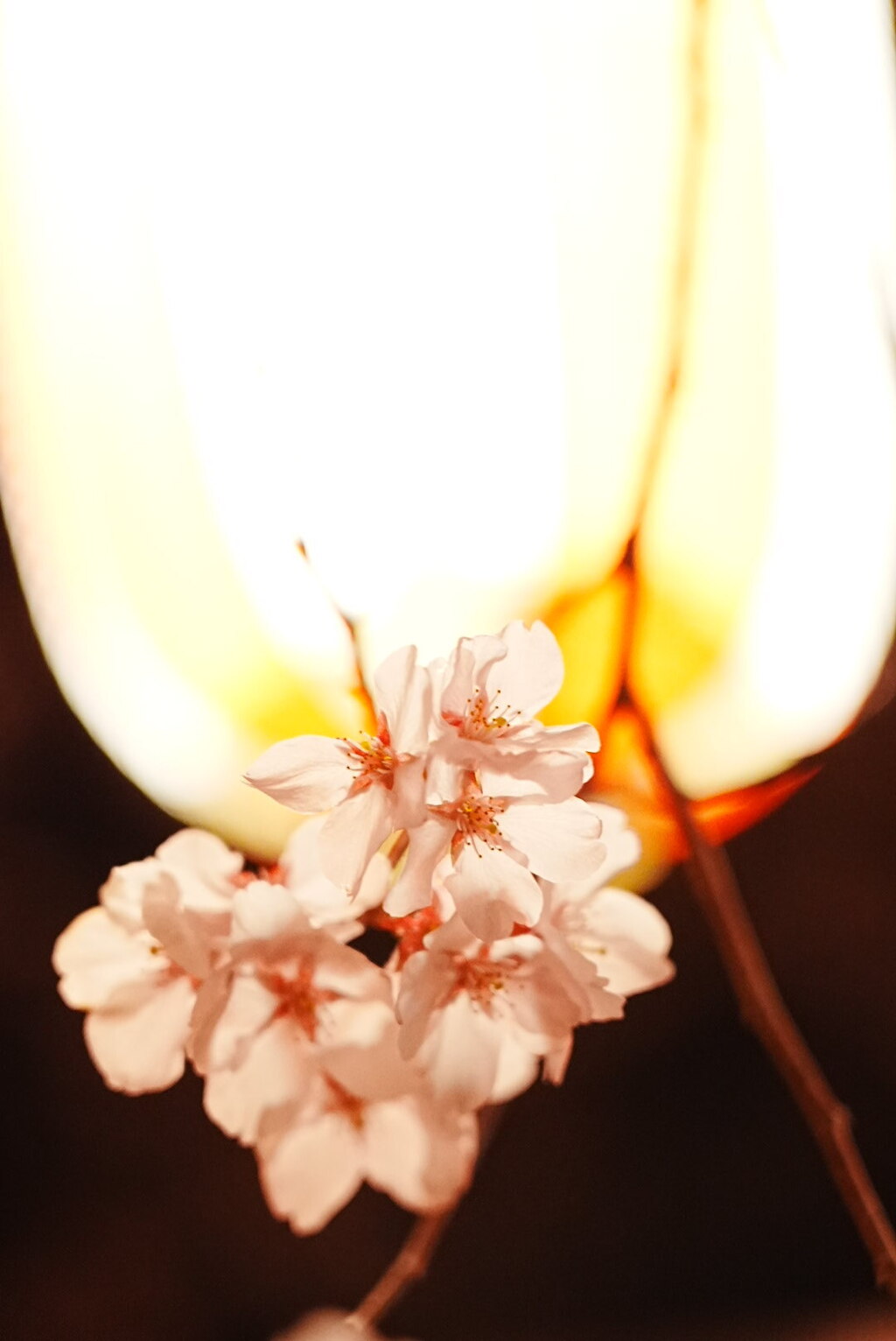 夜桜：提灯と桜