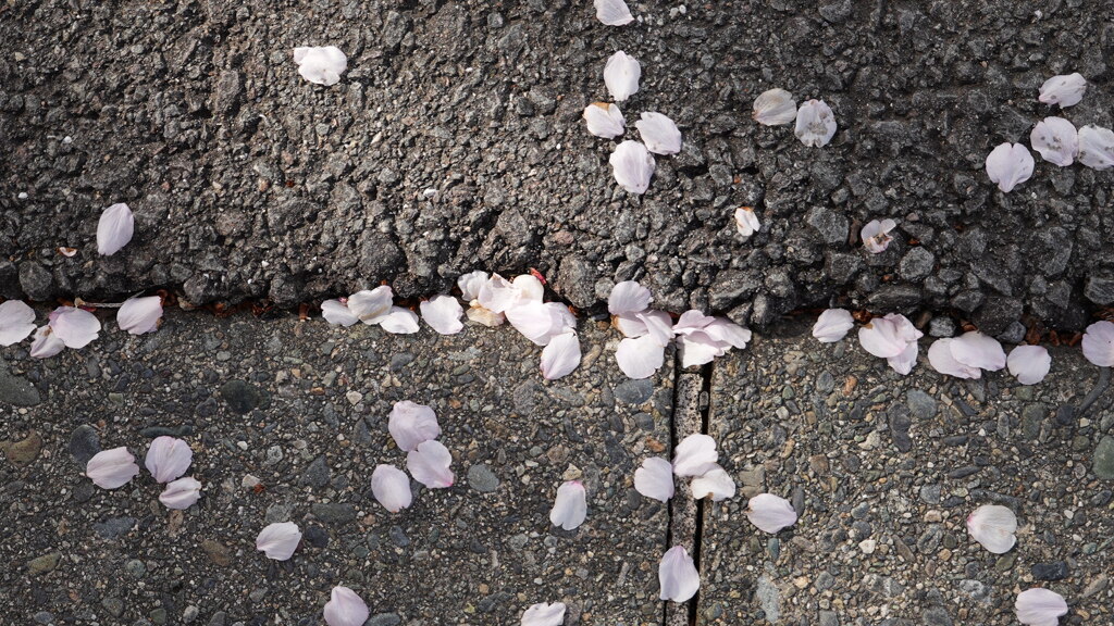 咲くも桜、散るも桜