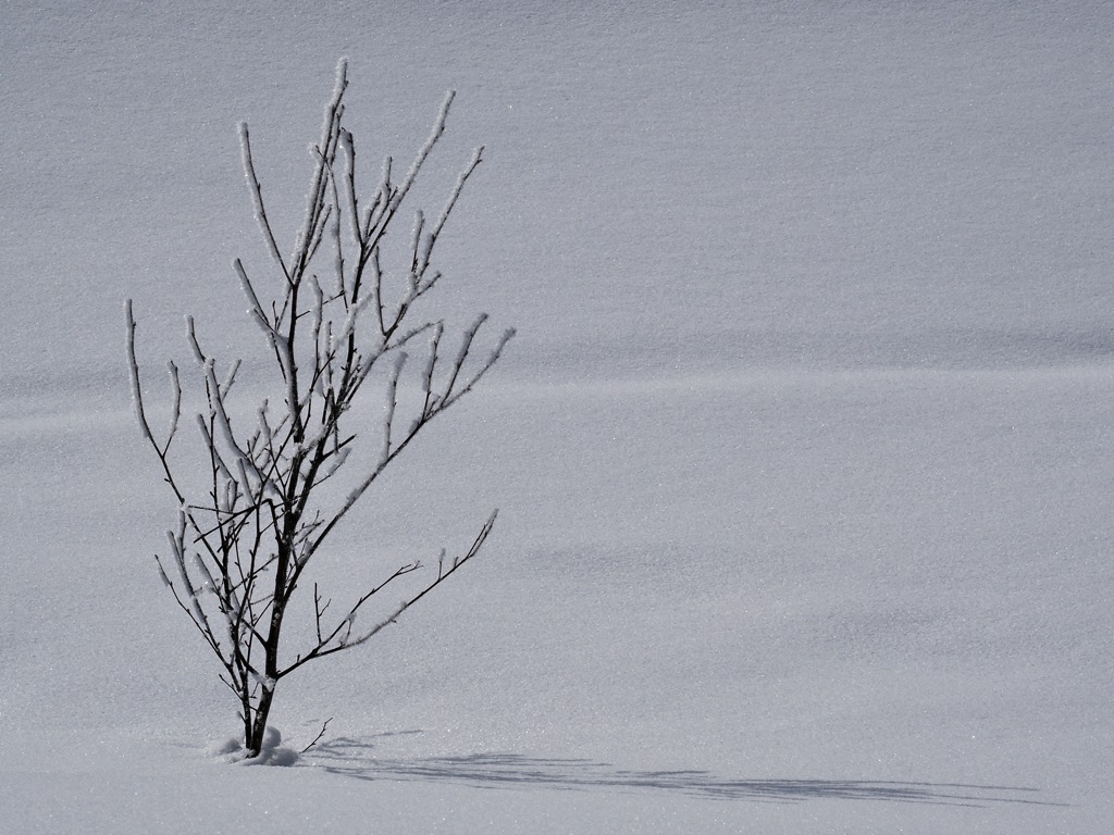 冬の自然に魅せられて＊２　〜小さな木の小さな霧氷〜