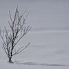 冬の自然に魅せられて＊２　〜小さな木の小さな霧氷〜
