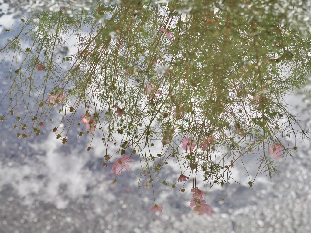 水溜まりの中のコスモス