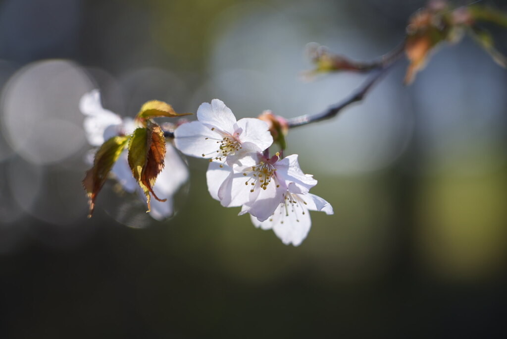 朝陽を浴びる山桜