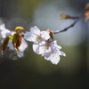 朝陽を浴びる山桜