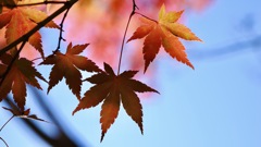秋への憧憬　〜青空とモミジ、そして光と影〜