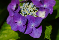 こんにちは！紫陽花と申します。