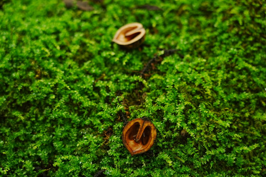 苔の絨毯