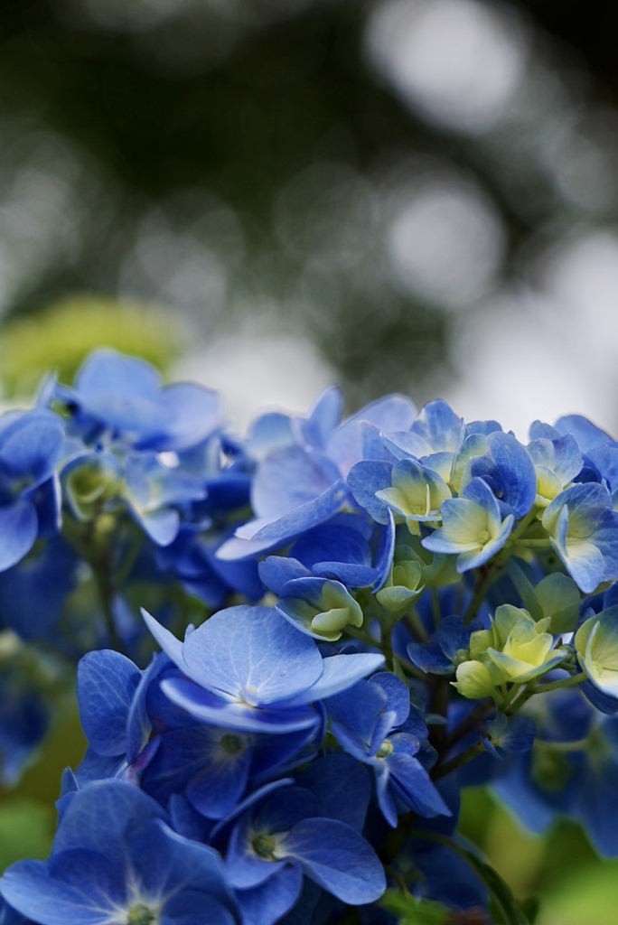 ブルーの紫陽花