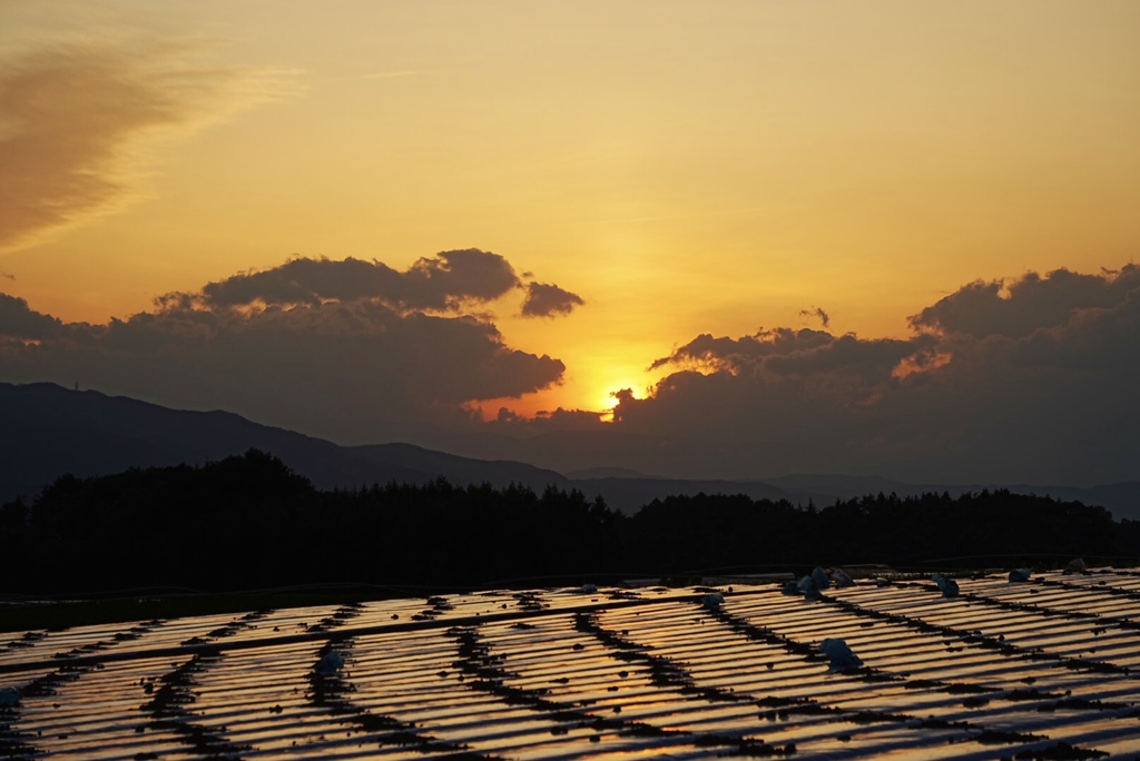 夕暮れ時のセロリ畑