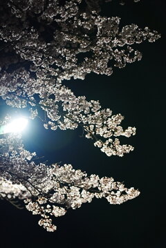 夜桜