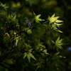 春の木漏れ陽