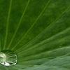 太古への憧憬＊５　〜おおらかな葉に受け留められて〜