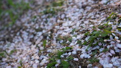 咲くも桜、散るのも桜