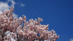 咲くも桜、散るも桜