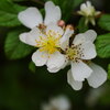 野薔薇