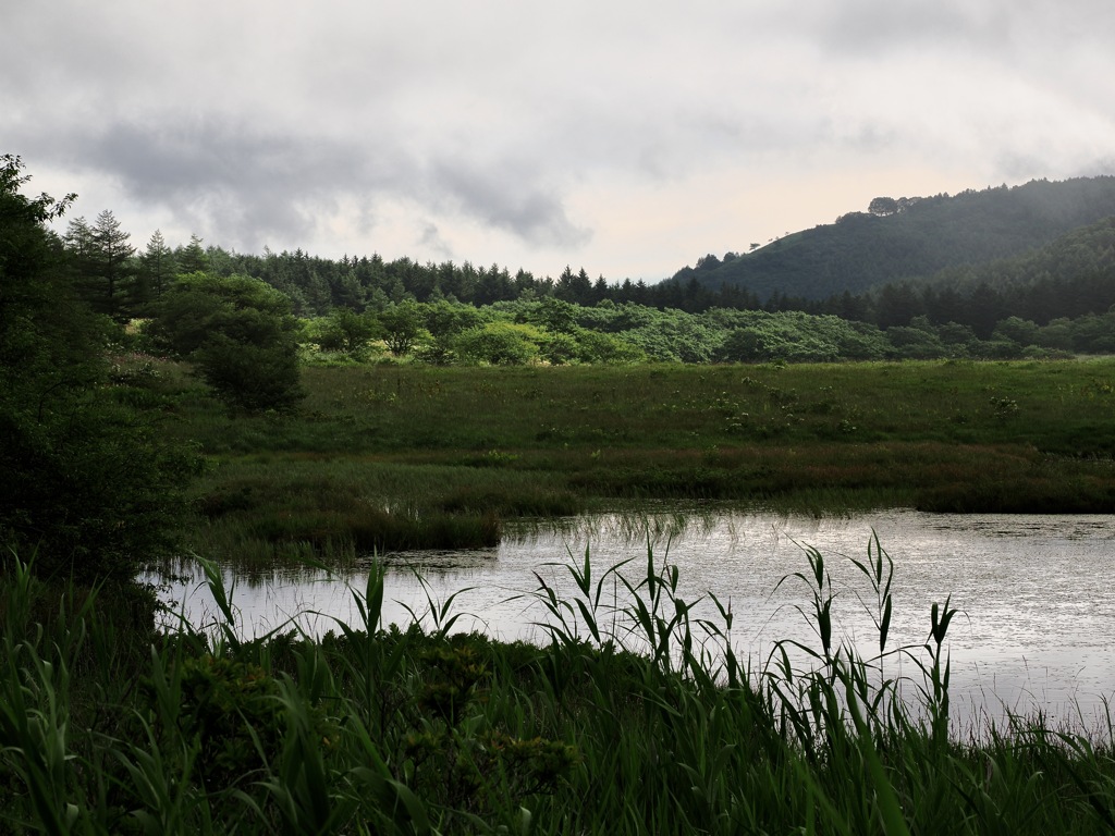 連作　八島湿原　湿原の朝＊５
