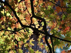枝の向こう側の秋色