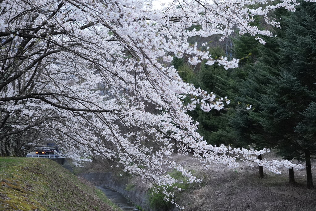 桜：まだまだ現役