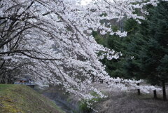 桜：まだまだ現役