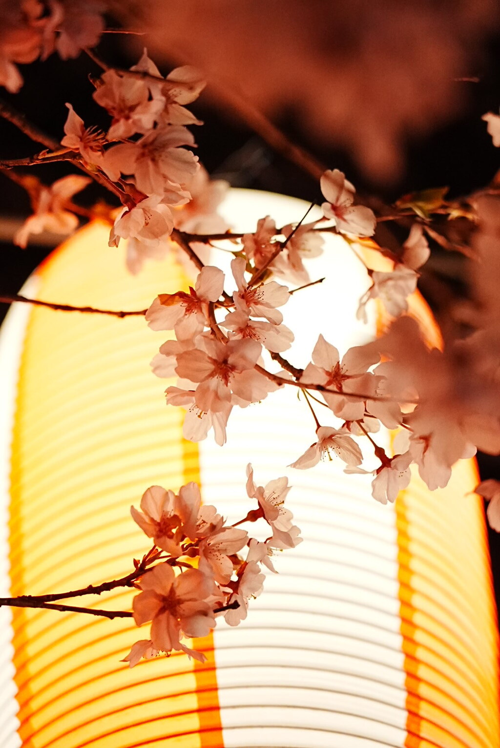提灯と夜桜