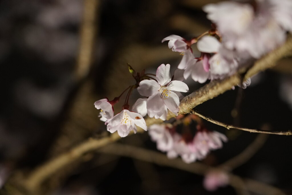 夜桜