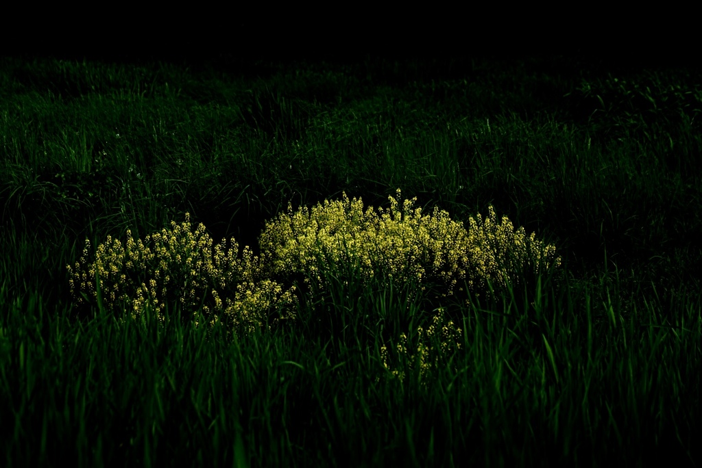 草原の中の菜の花