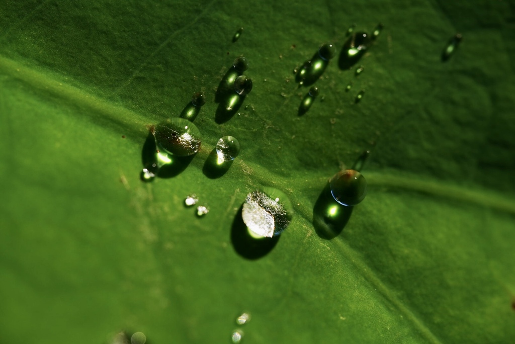 雨露