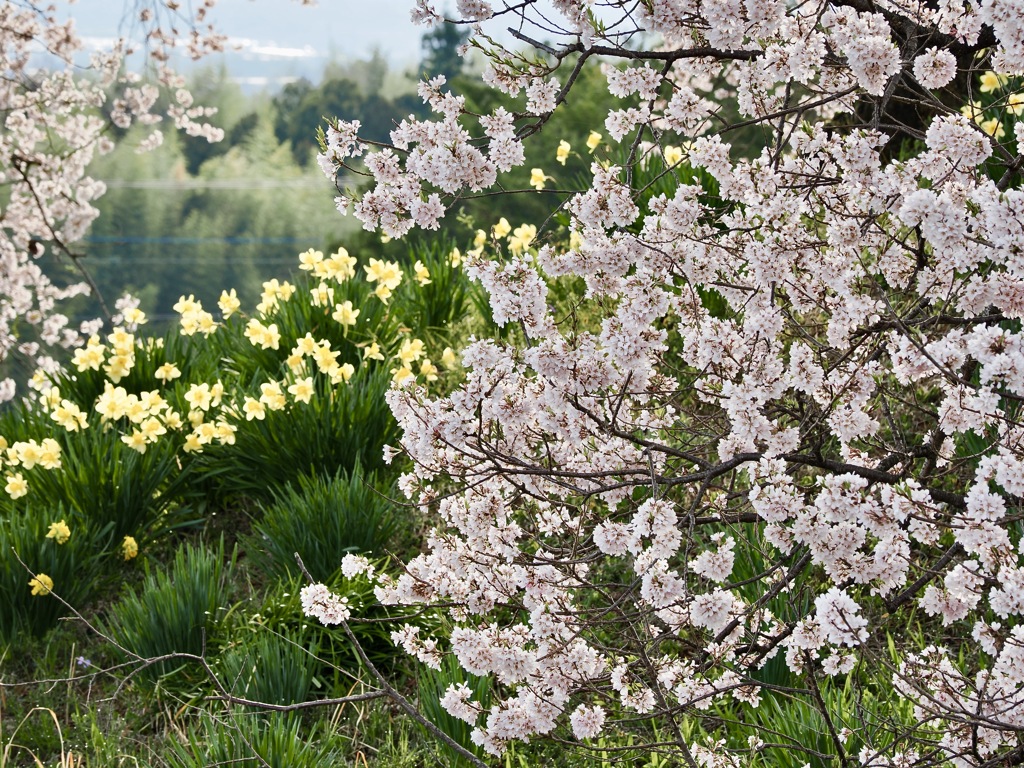 春の花が咲き揃って