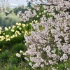 春の花が咲き揃って