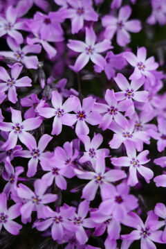 道端の芝桜