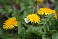 たんぽぽと桜の花びら